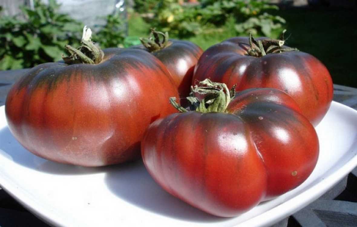 Томат негритенок: характеристика и описание сорта, фото кустов и готовых помидоров, сферы применения урожая | сортовед