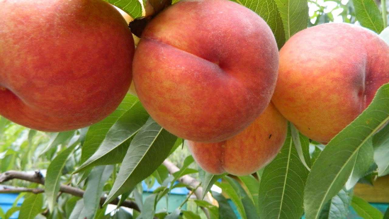 Лучшие сорта персиков для ростовской области
