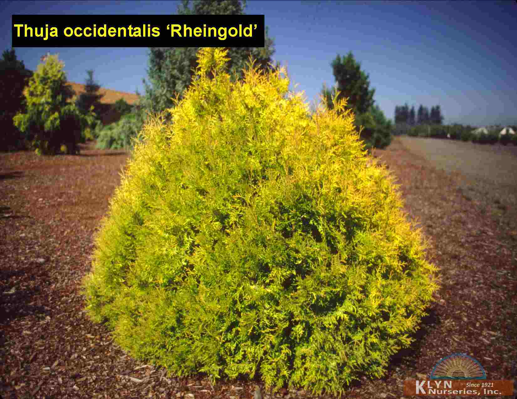 Туя рейнголд (западная thuja occidentalis rheingold): описание, применение в ландшафтном дизайне, посадка и уход, фото