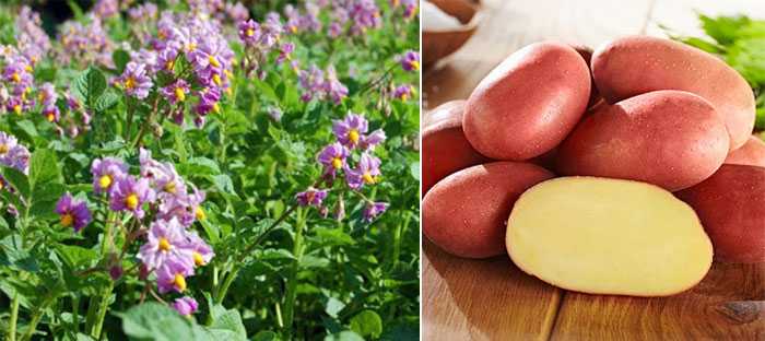 Среднеранний сорт картошки альвара — особенности выращивания