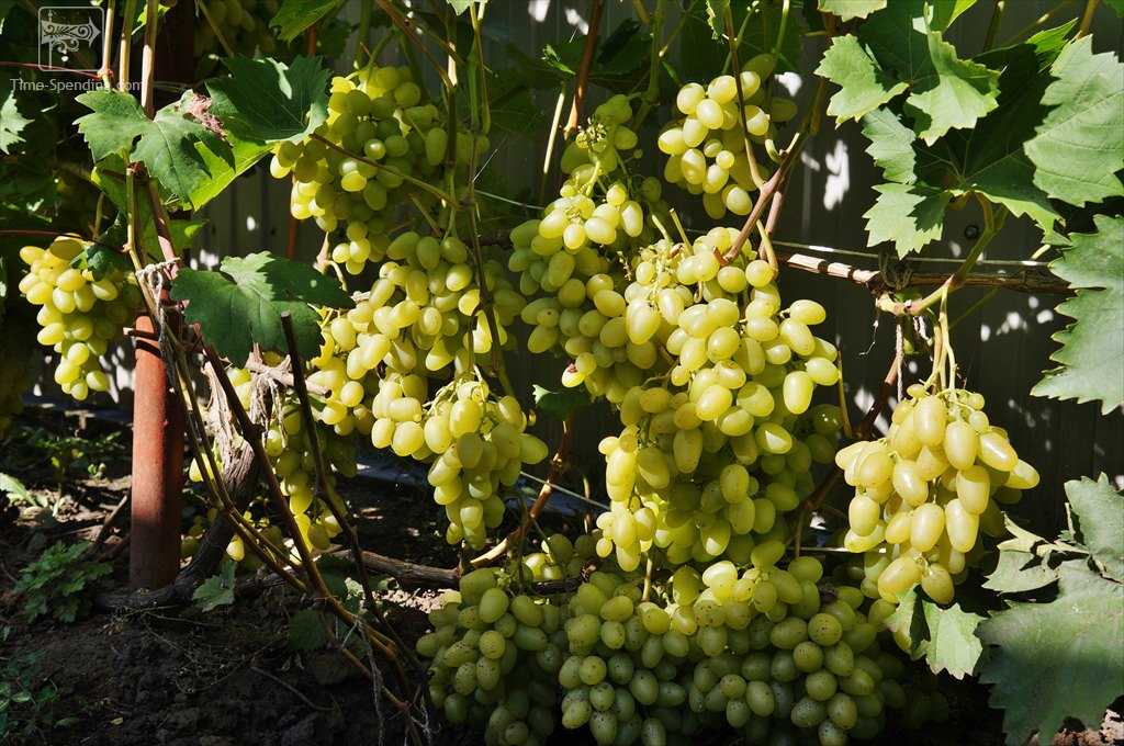 Виноград алекса: описание сорта, фото, отзывы, характеристики, технология посадки и выращивания