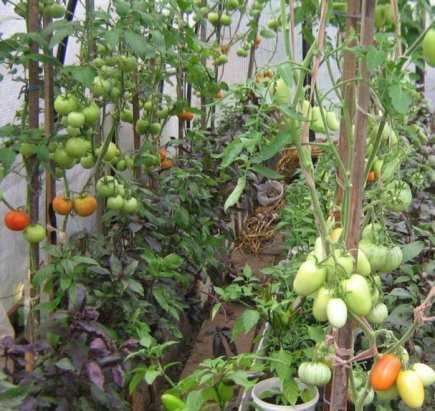 Этот сорт укрепит любые отношения — томат виагра: описание помидоров и особенности их выращивания
