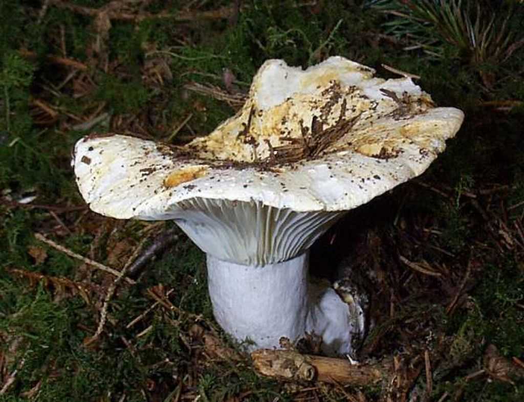 Подгруздок бело-черный: характеристика, описание и фото гриба Сведения о съедобности, методы засолки Существующие двойники и их отличия