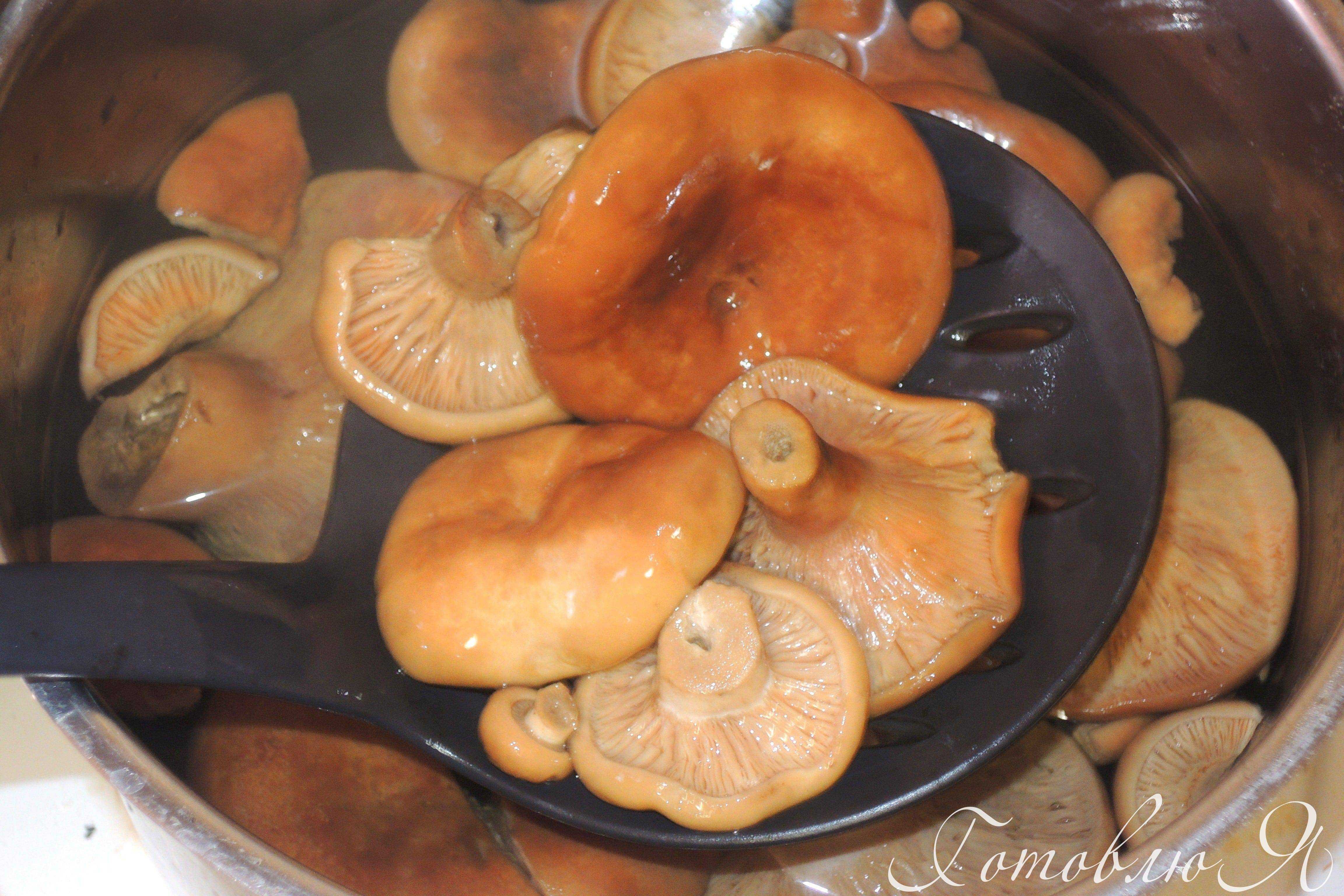 Как приготовить рыжики. Рыжики грибы. Рыжики грибы фото. Рыжики соленые. Приготовить рыжики.