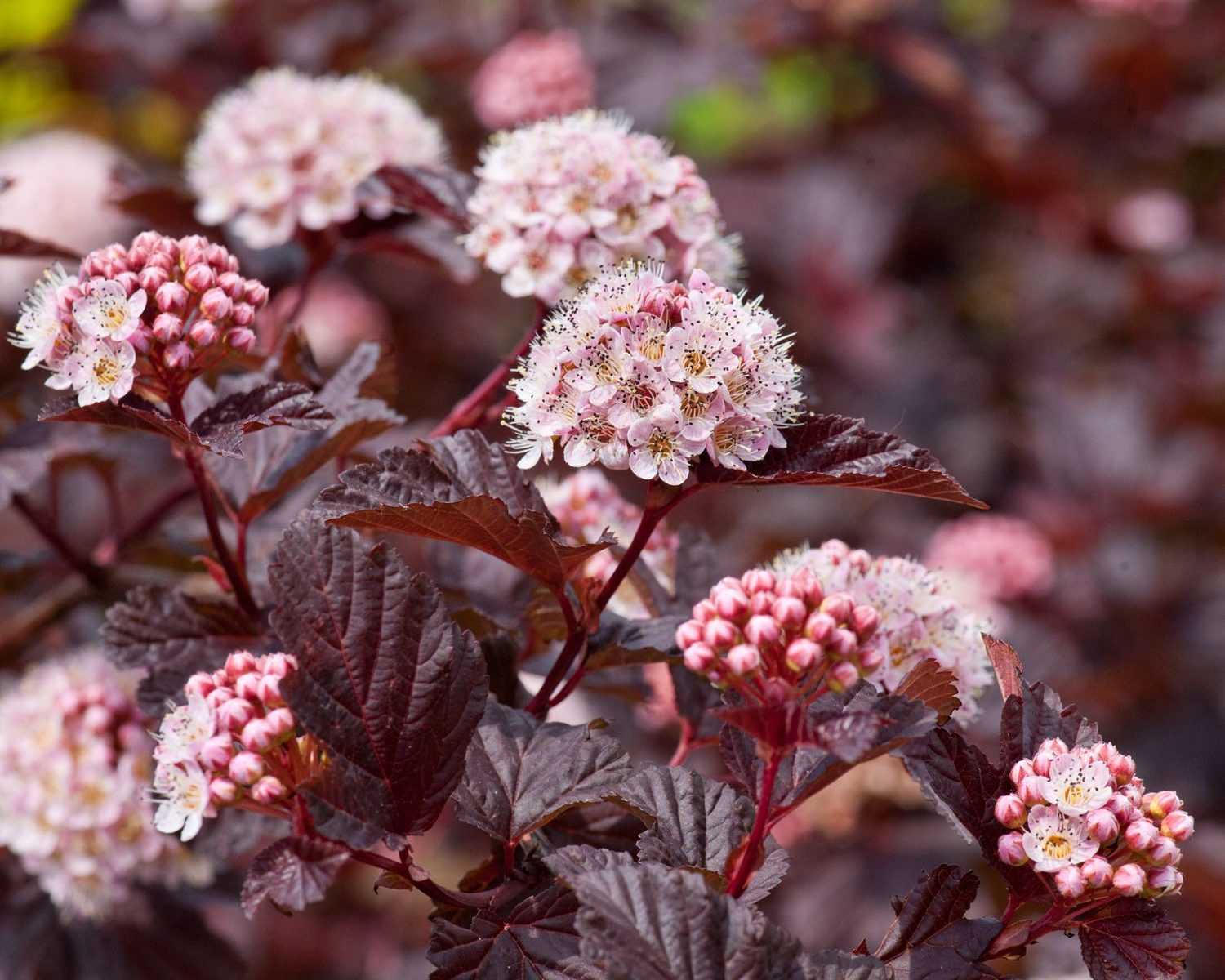 Пузыреплодник фото и описание. Пузыреплодник калинолистный (Physocarpus opulifolius `Red Baron`). Пузыреплодник Дьяболо. Пузыреплодник Нана. Пузыреплодник калинолистный леди ин ред.