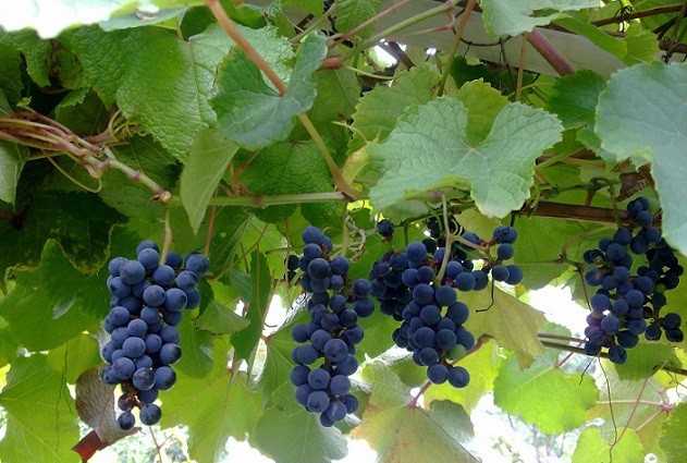 Виноград амурский – перспективы выращивания современных сортов + видео