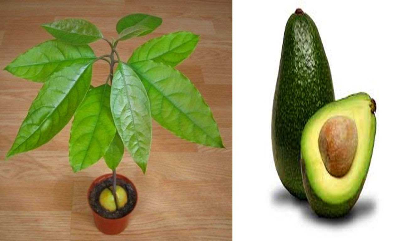 Как вырастить авокадо в сибири