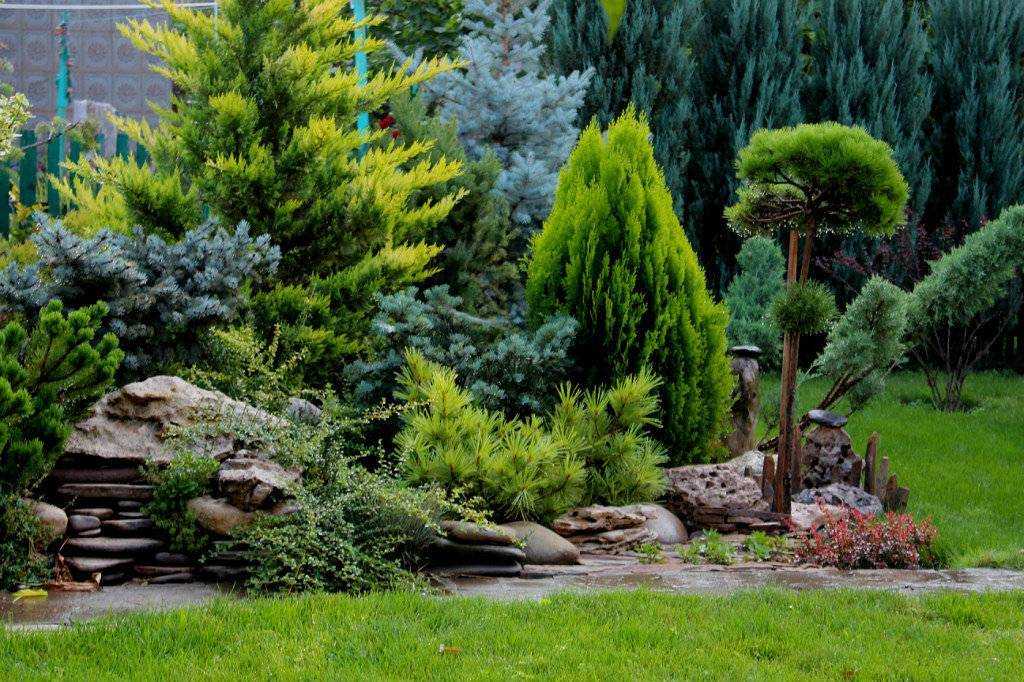 Хвойники в ландшафтном дизайне: растения для сада и дачи, готовые композиции перед домом с туями и можжевельником
 - 41 фото