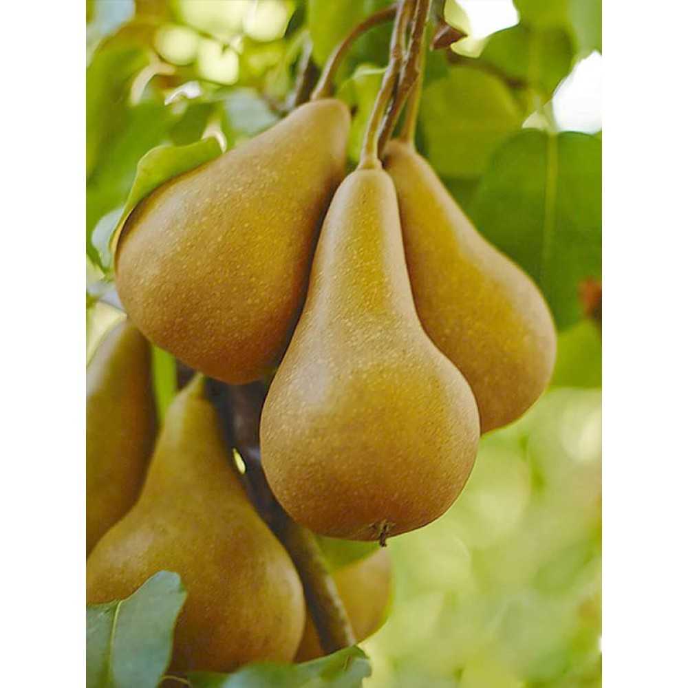 Ansault pear