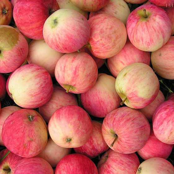 Нетребовательная и плодовитая яблоня башкирская красавица: характеристики, фото, особенности ухода