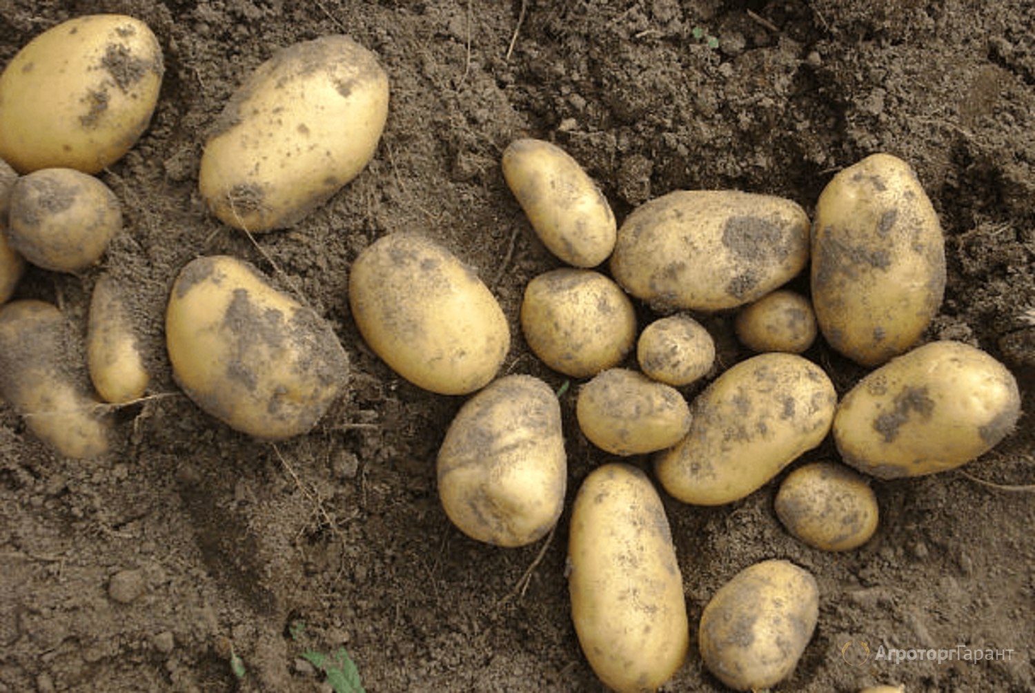 Сорт раннего картофеля винета – описание, характеристика и отзывы, агротехника