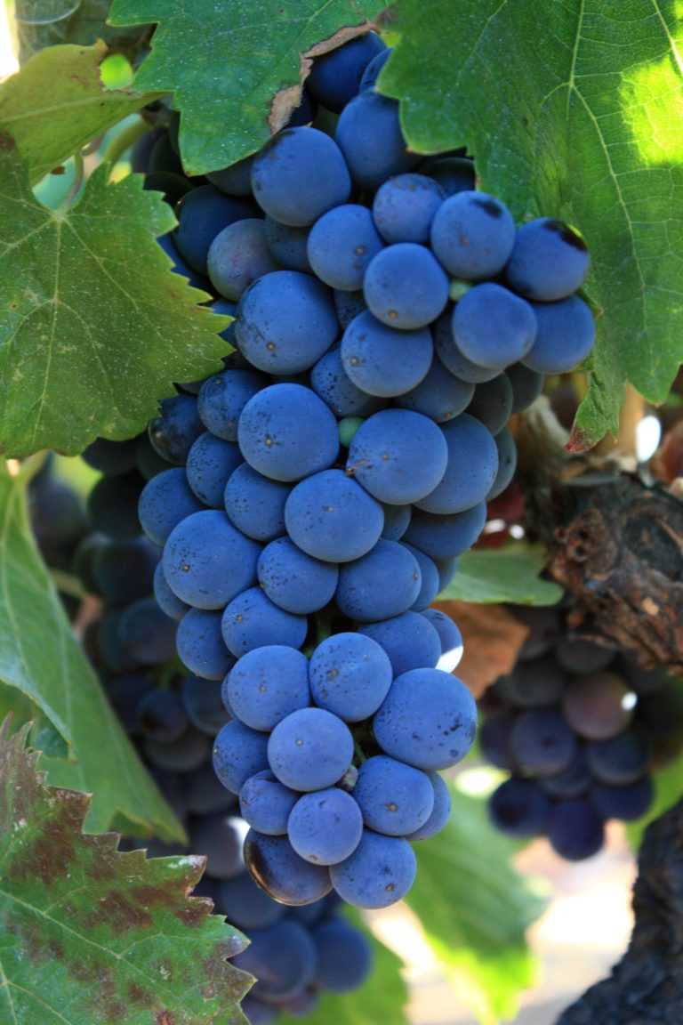 Описание и характеристики сорта винограда каберне совиньон, регионы для выращивания и правила посадки