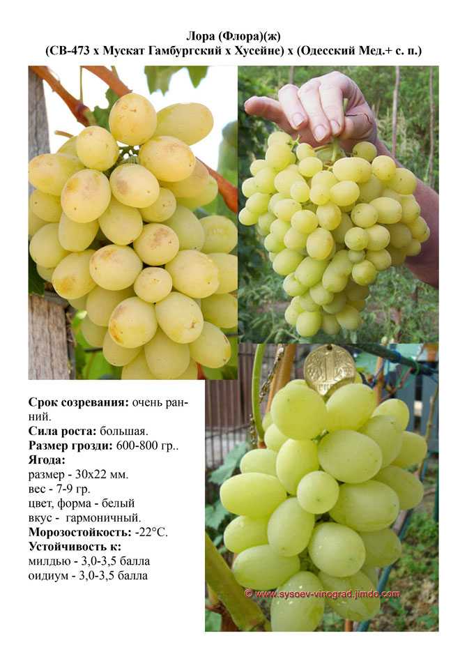 Всё о сорте винограда «виктор» от особенностей выращивания до фото и отзывов о нем
