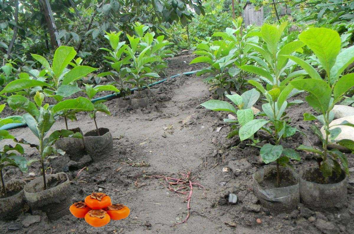 Хурма выращивание в открытом грунте