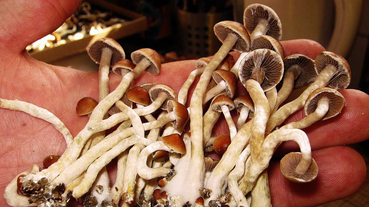 Псилоцибиновые грибы: описание, разновидности и места распространения