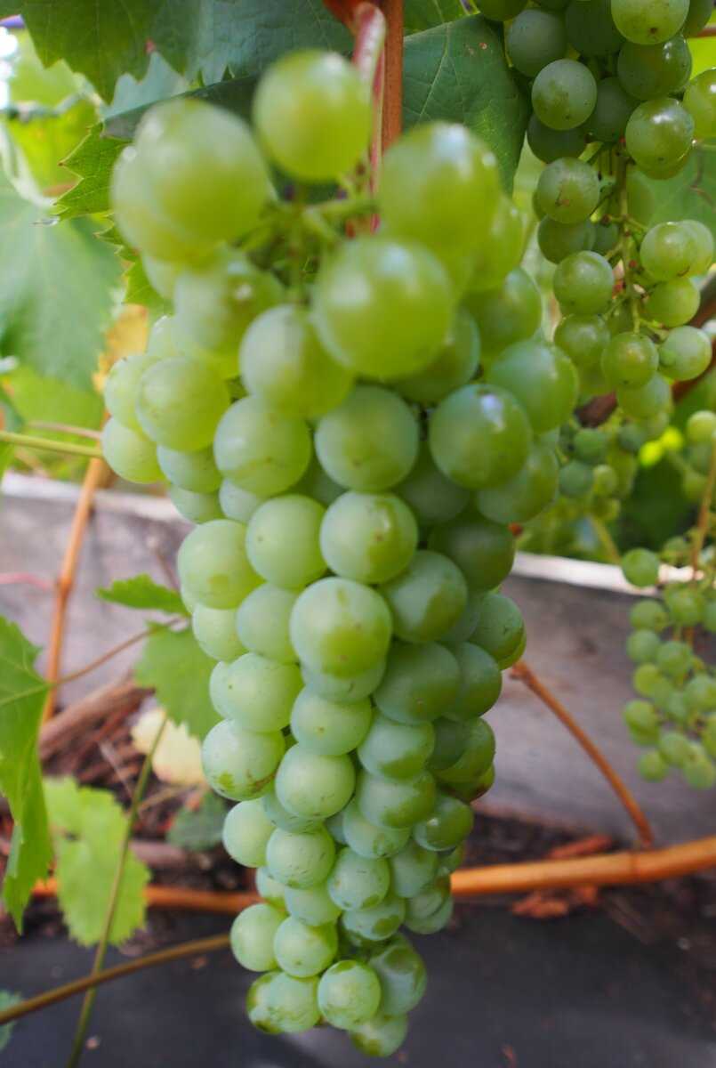 Виноград цитронный магарача: что нужно знать о нем, описание сорта, отзывы