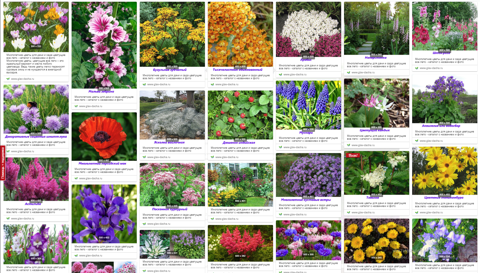 Картинки многолетних цветов с названиями