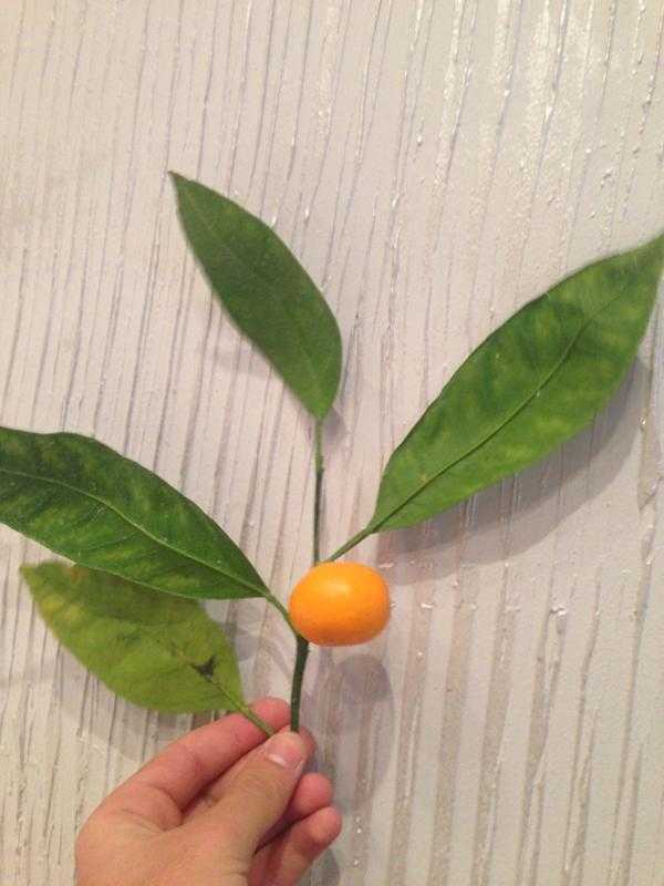 Как привить и вырастить домашний мандарин в горшке, чтобы регулярно получать плоды?