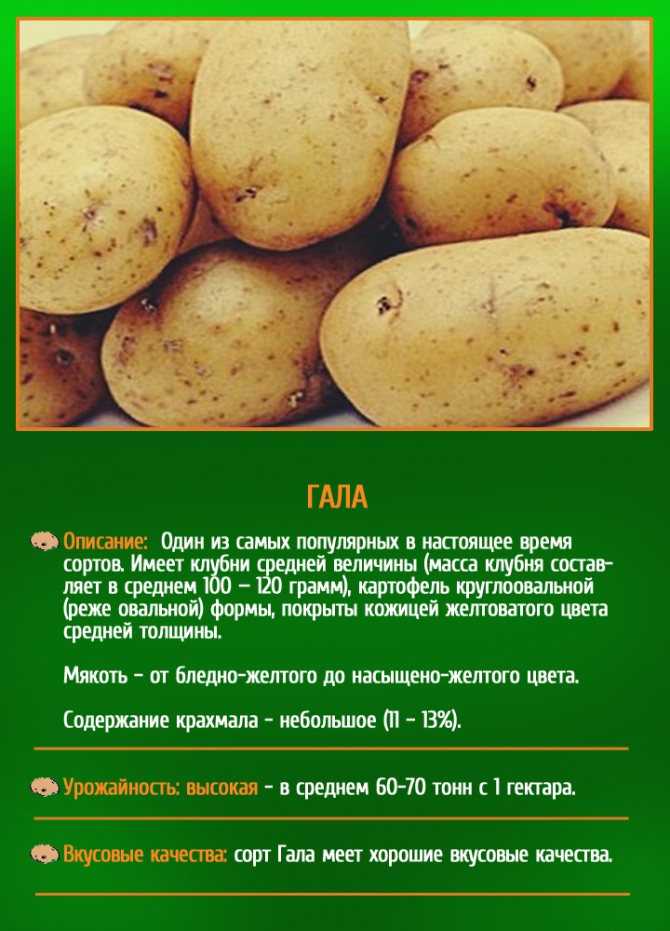 Картофель "венета": описание сорта, фото, отзывы