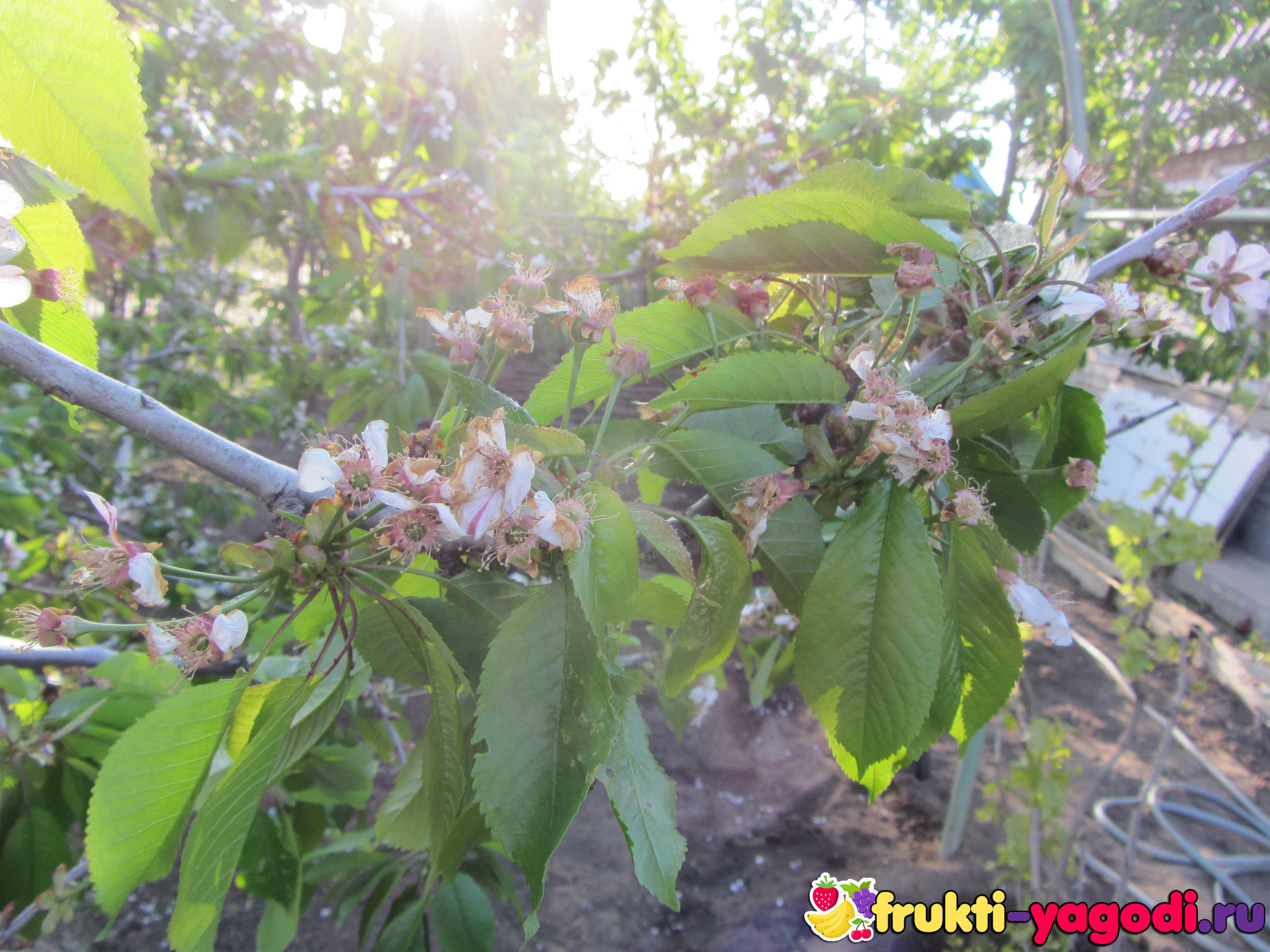 Отсутствие урожая вишни при обильном цветении: причины и решение проблемы