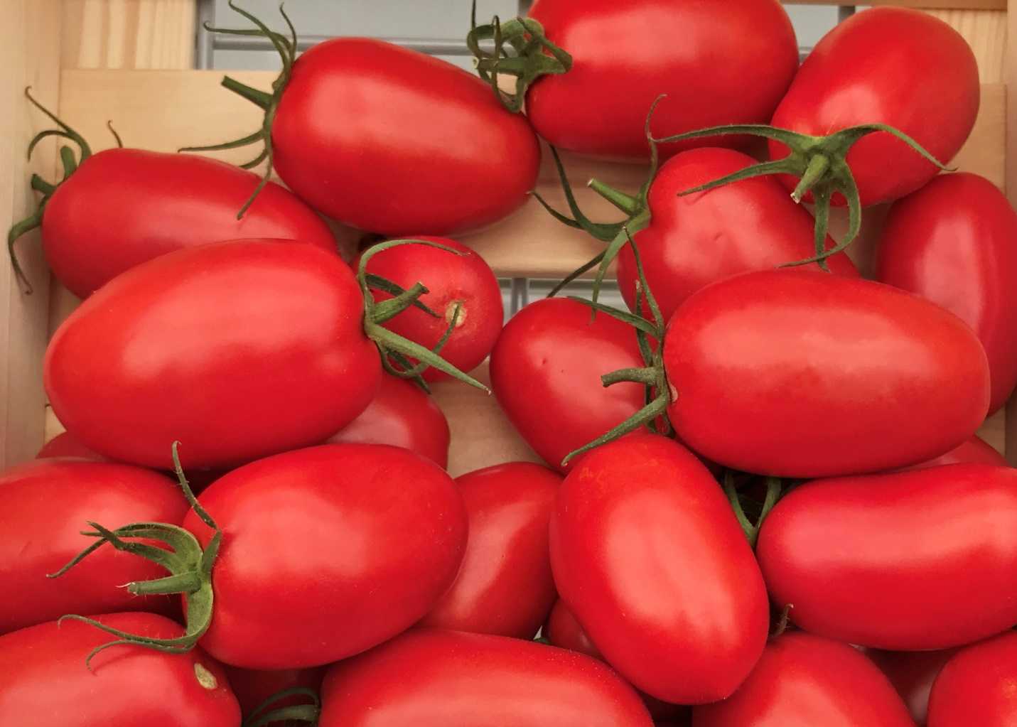 Томат черри вериге f1: отзывы об урожайности помидоров, описание и характеристика сорта, фото семян