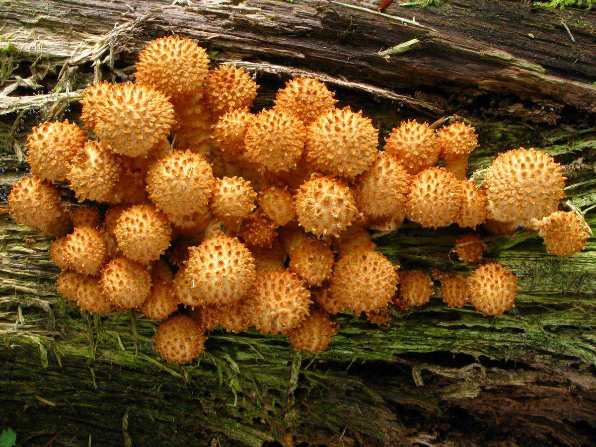 Гриб чешуйчатка (фолиота, pholiota): фото и описание съедобных и несъедобных грибов, список, полезные свойства