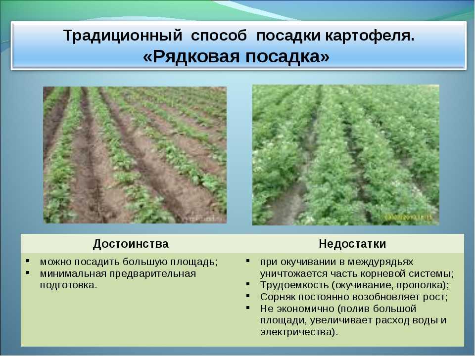Сорта картофеля идеал: описание и характеристка овоща, его фото, агротехника выращивания и нюансы ухода, сбора урожая