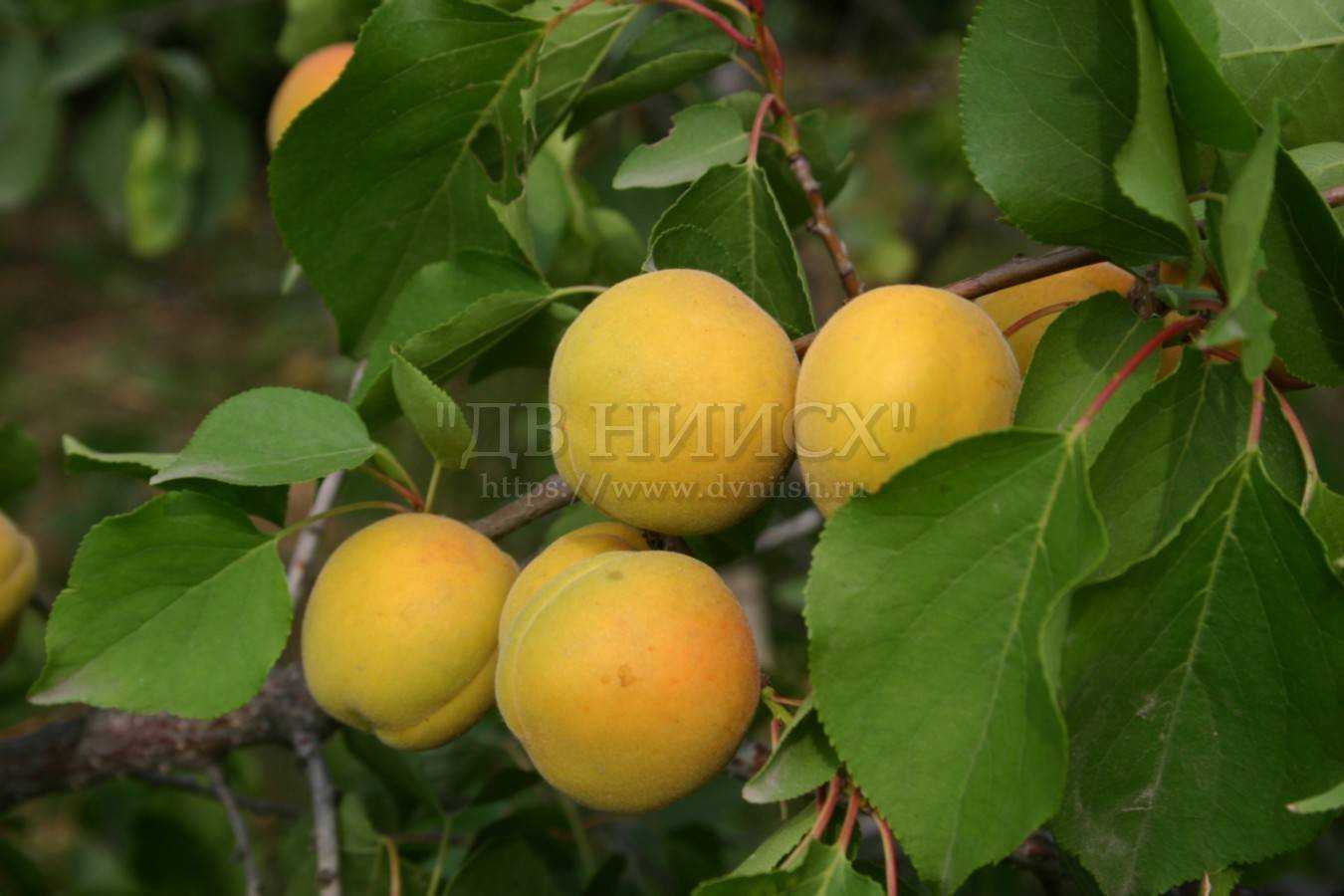 Об абрикосе кичигинский: описание и характеристики сорта, посадка, уход