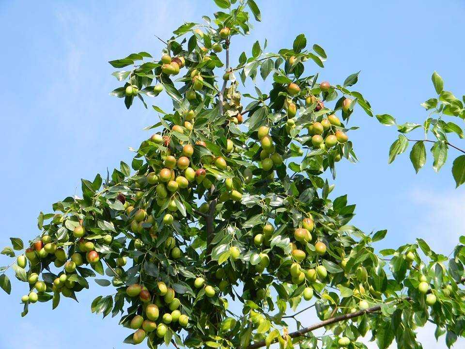 Зизифус выращивание в средней полосе. унаби (ююба) — лечебное дерево от всех болезней | зелёный сад