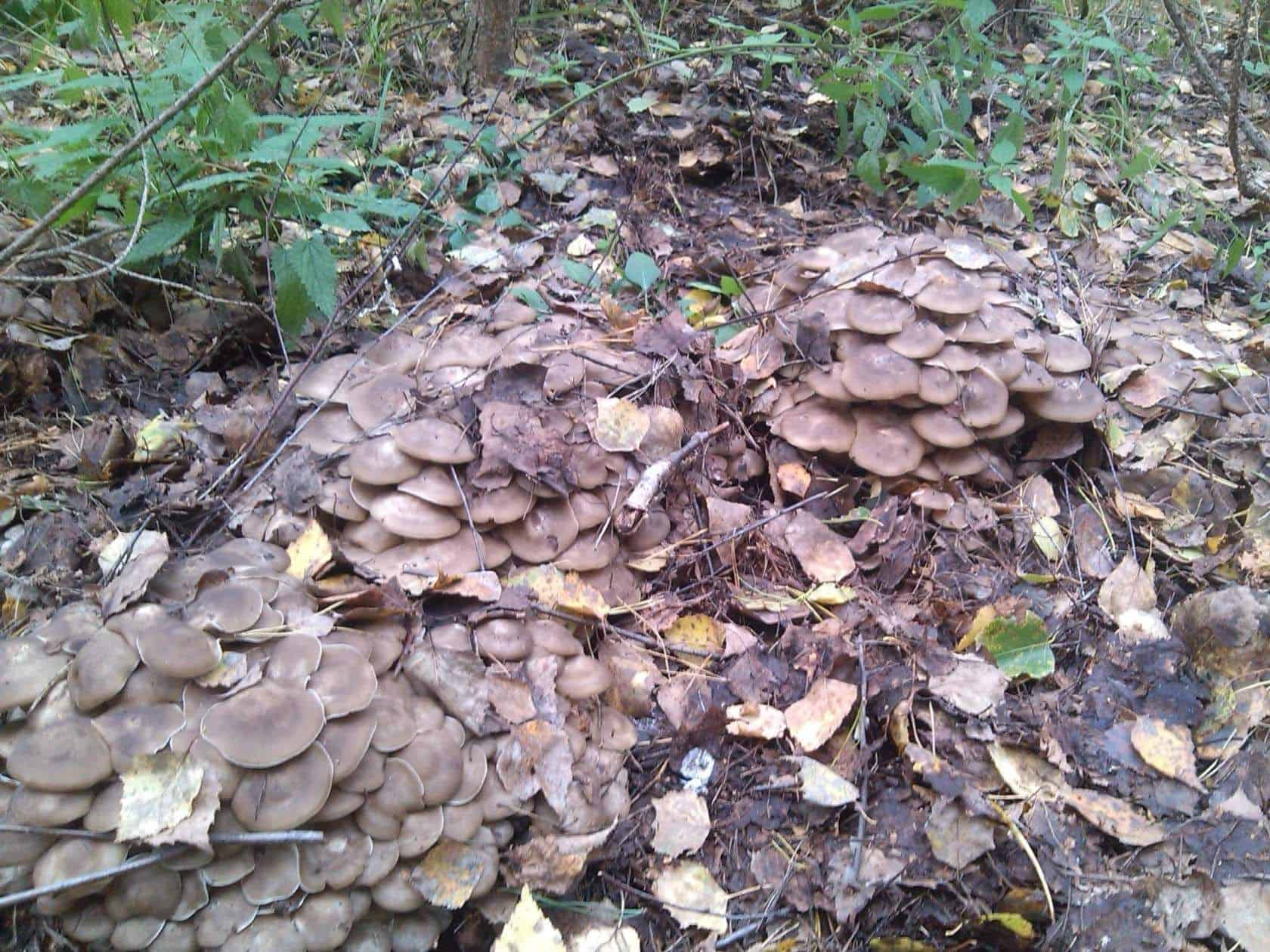 Рядовка скученная — описание, где растет, ядовитость гриба