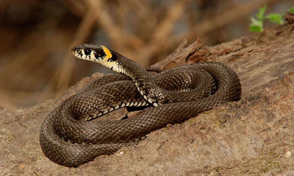 Уж змея. описание, особенности, виды, образ жизни и среда обитания ужа