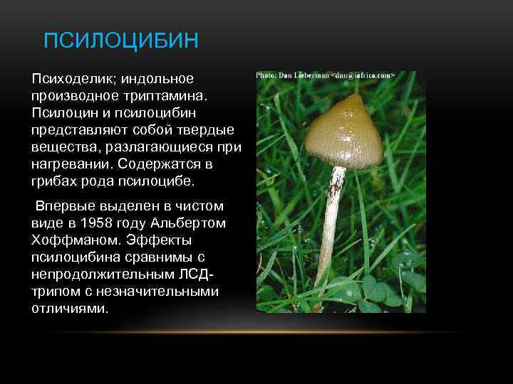 Псилоцибиновый гриб: фото и описание, где растет в россии