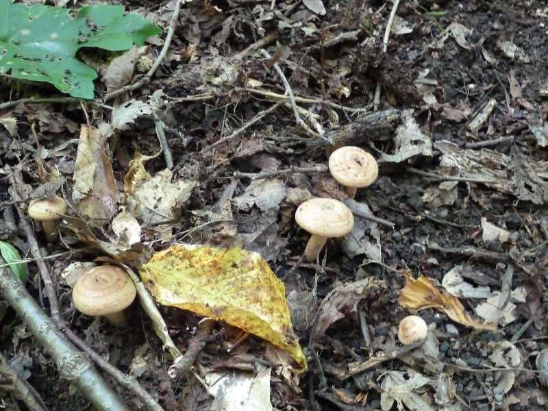 Грибы растущие в краснодарском крае. Степные грибы Кубани. Гриб Грабовик Краснодарский. Весенние грибы Краснодарского края. Грибы растущие в горах Адыгеи.