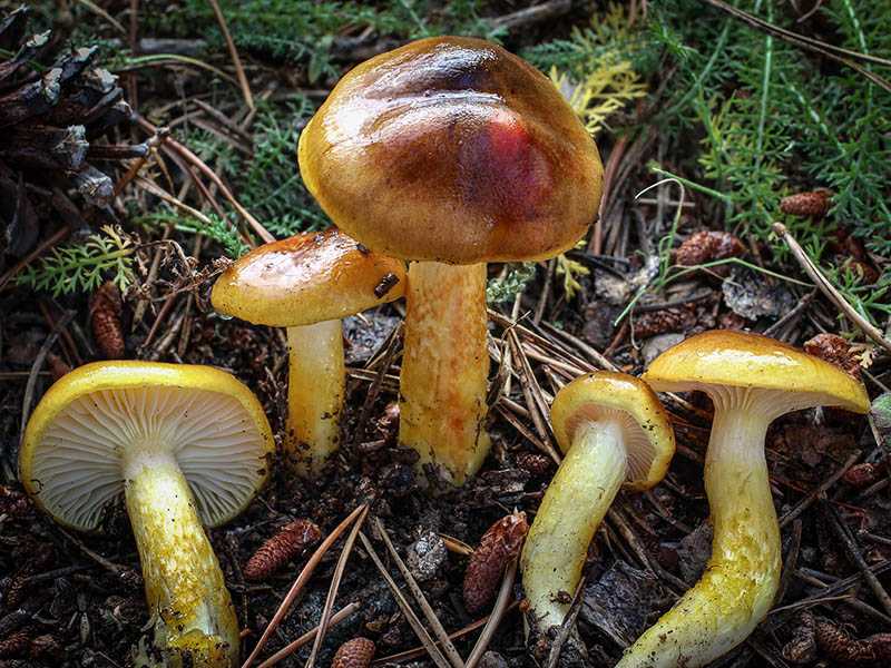 Гигрофор краснеющий: как выглядит, описание шляпки и ножки Где растет, когда и как правильно собирать грибы Ложные двойники
