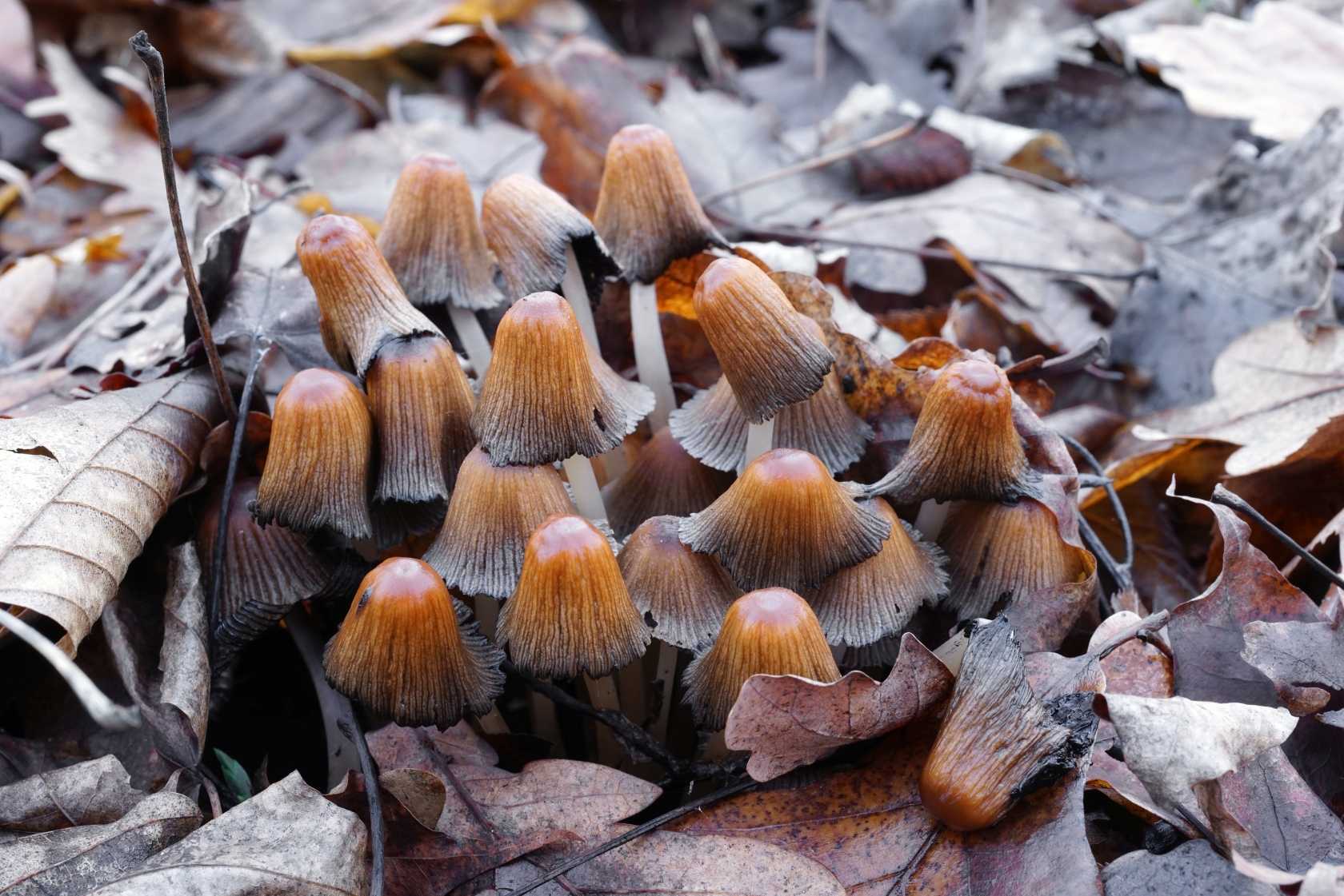 Весенние грибы на Кубани фото
