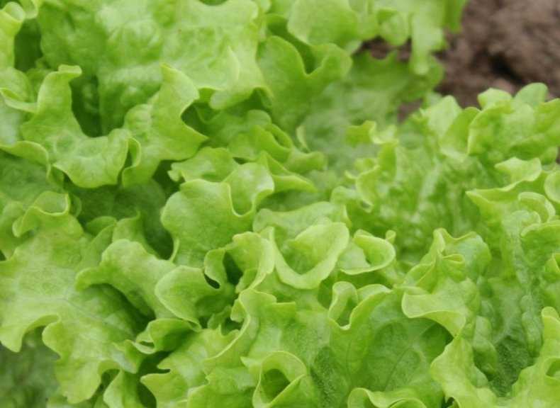 Крест салат: полезные свойства, что это такое и с чем его едят