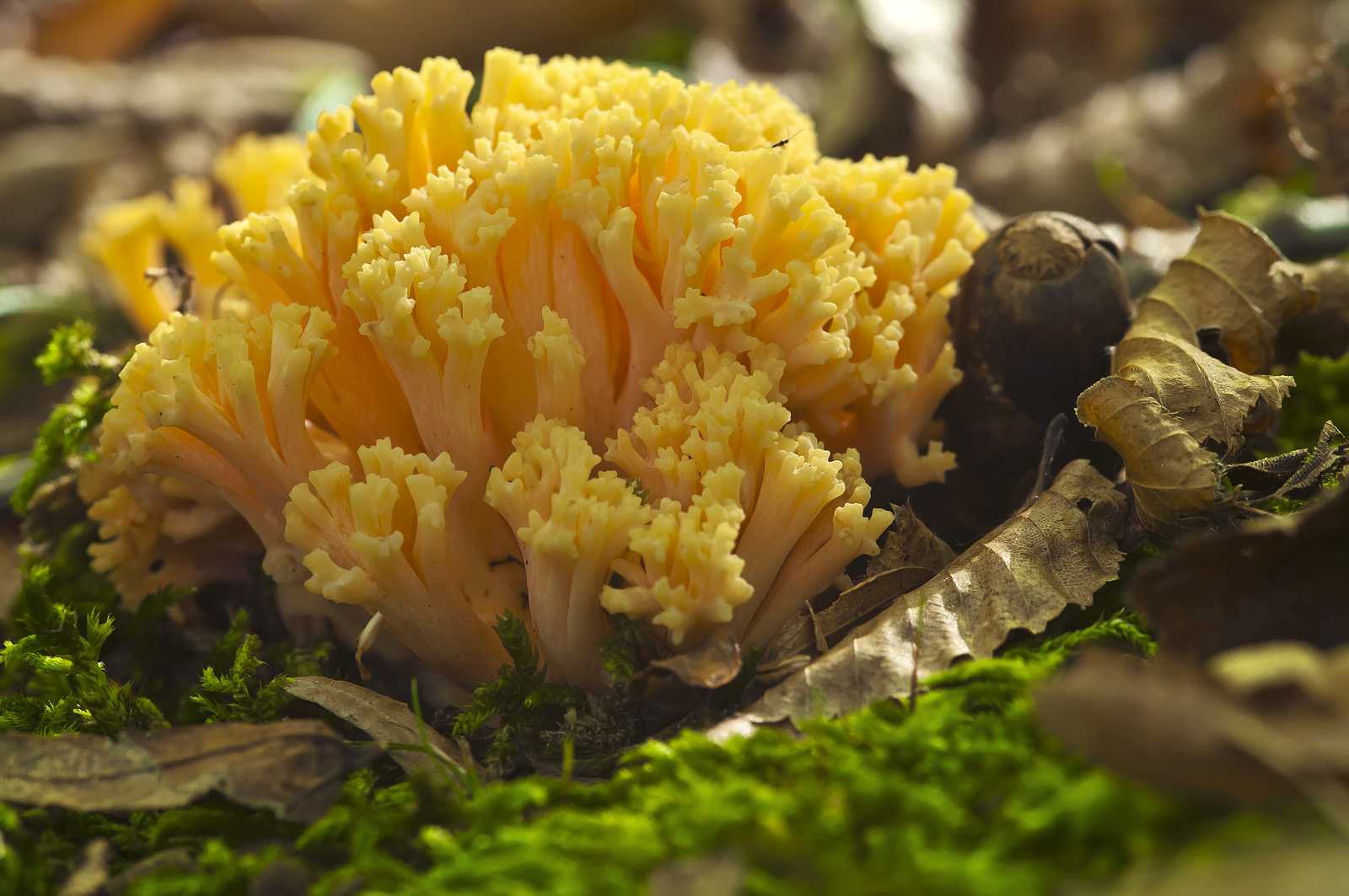Оленьи рожки грибы