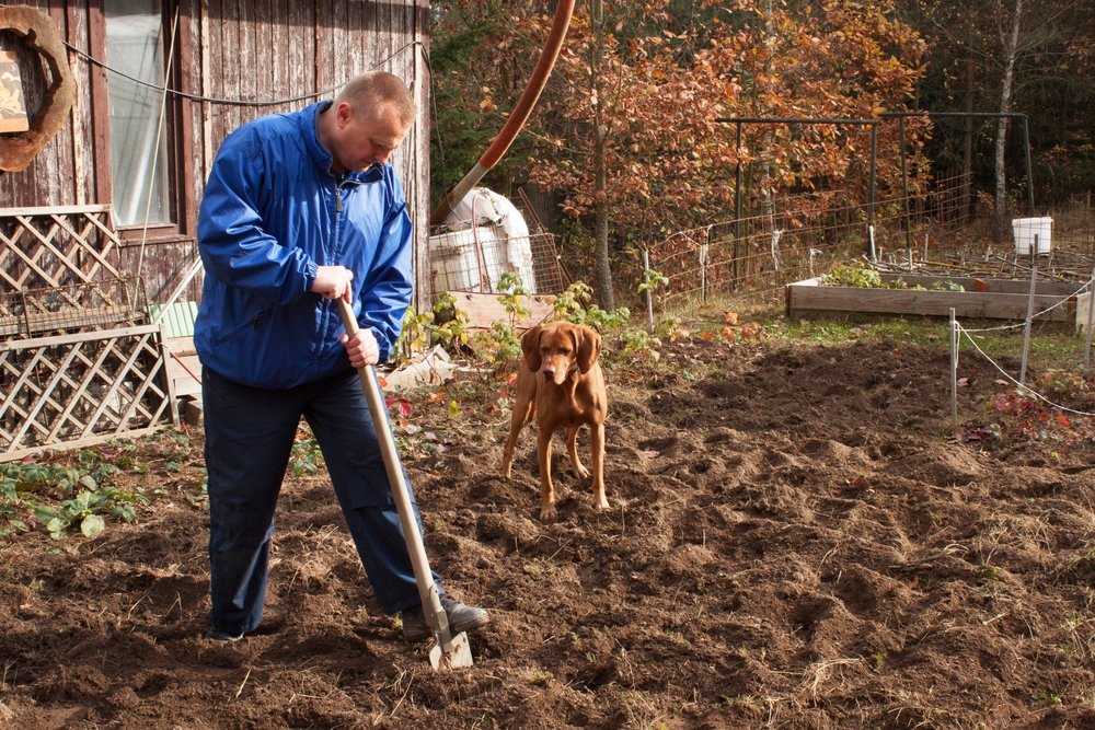 Почему я не копаю свой огород, или как мне удалось отказаться от лопаты. личный опыт органического земледелия, фото — ботаничка