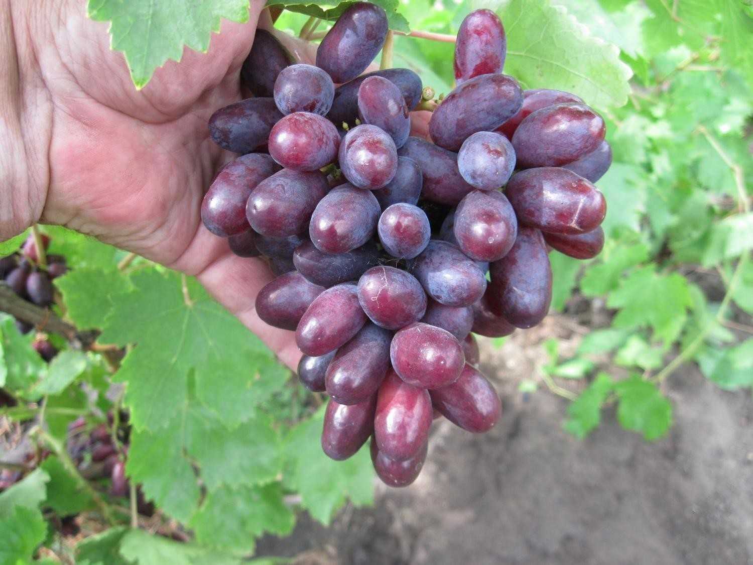 Виноград Изюминка: описание сорта, фото, отзывы виноградарей Рекомендации по выращиванию и уходу