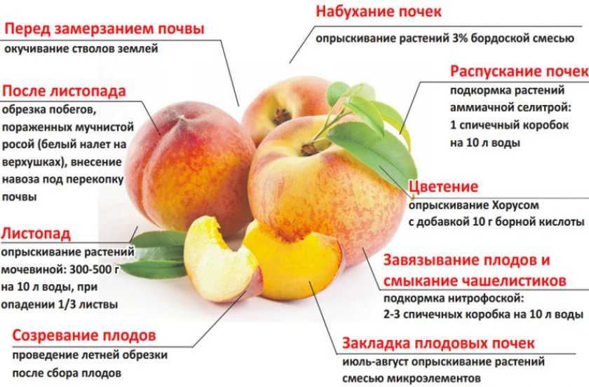 Зимостойкие сорта абрикосов: самые лучшие, вкусные, морозоустойчивые для сибири, урала, подмосковья, отзывы о выращивании