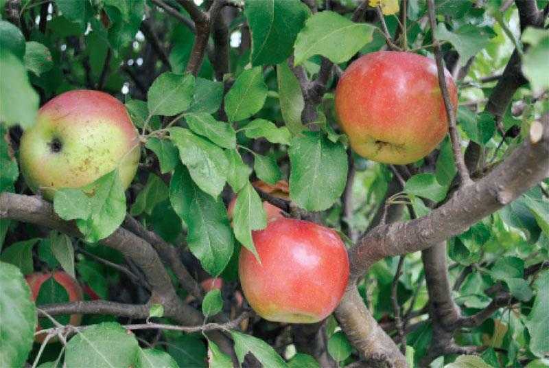 Яблоня чудное: описание и основные характеристики сорта