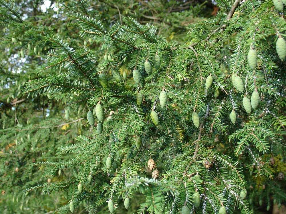 Сосна кедровая европейская (pinus cembra): фото и описание, сорта, посадка и уход - ваш дачный участок