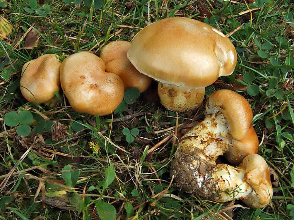 Гимнопил проникающий: описание внешнего вида, отличительные признаки и основные места произрастания плодовых тел Съедобность гриба
